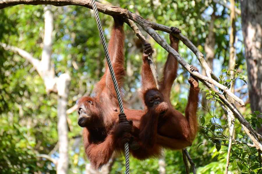 orangutang på Borneo
