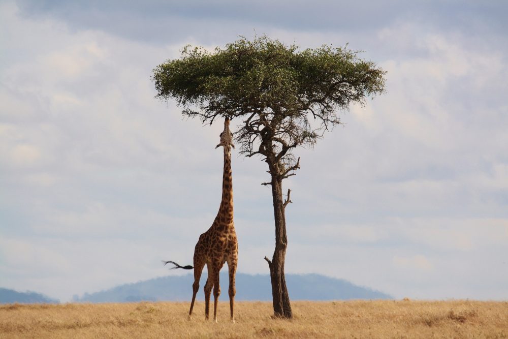 Det bedste af Afrika