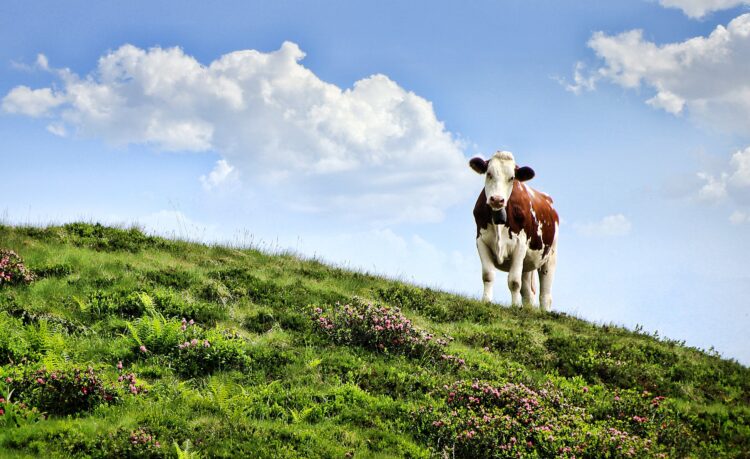 Køerne på græs