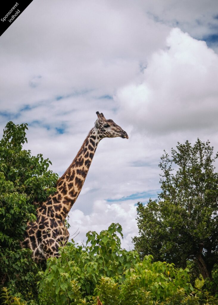 Rejse til Tanzania
